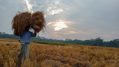 rice field