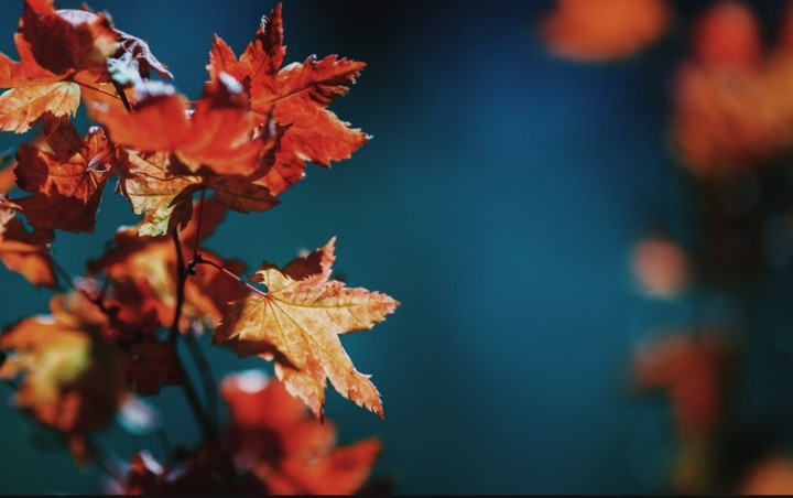 Autumn Leaves