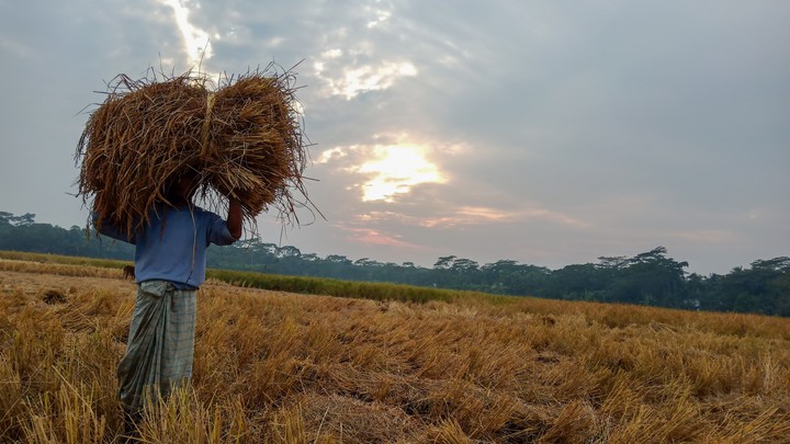 rice field
