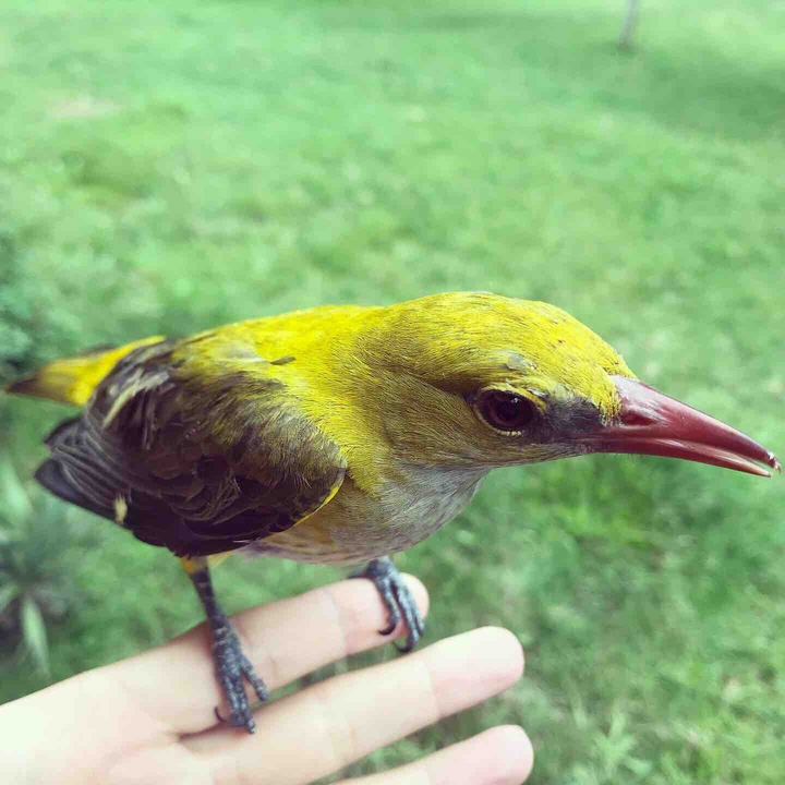 bird