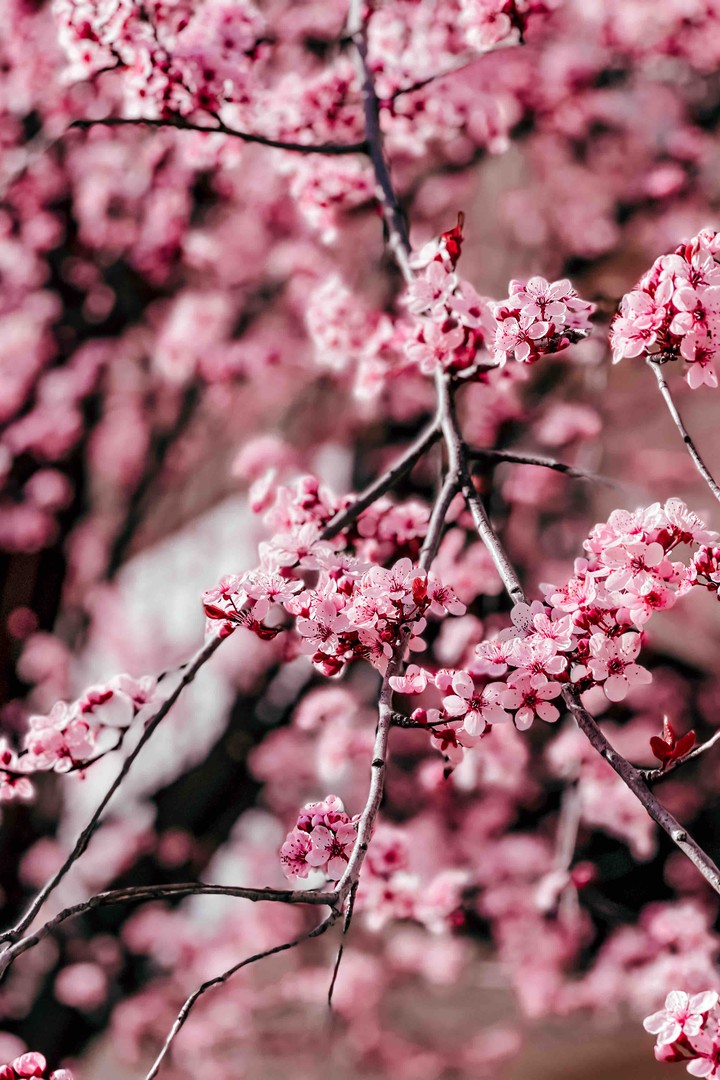 cherry blossom