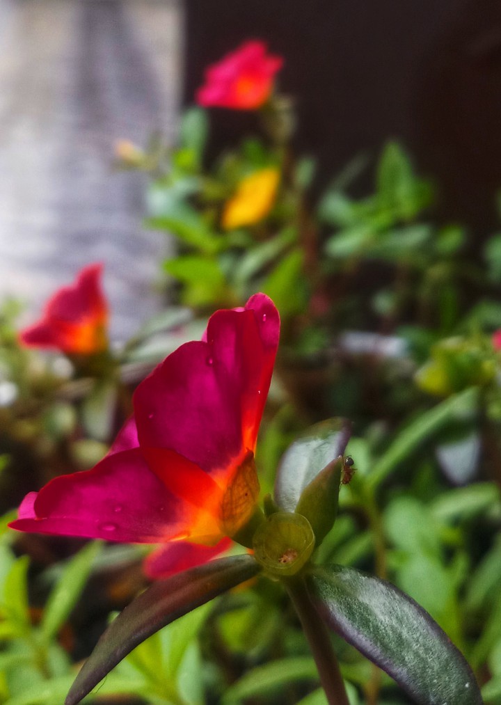 moss rose