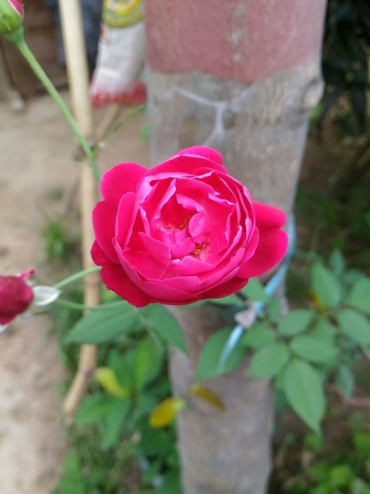 rose 