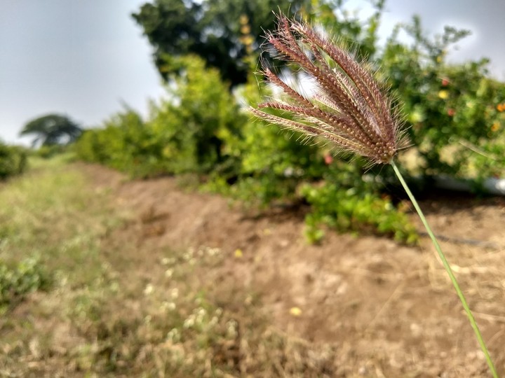 Grass