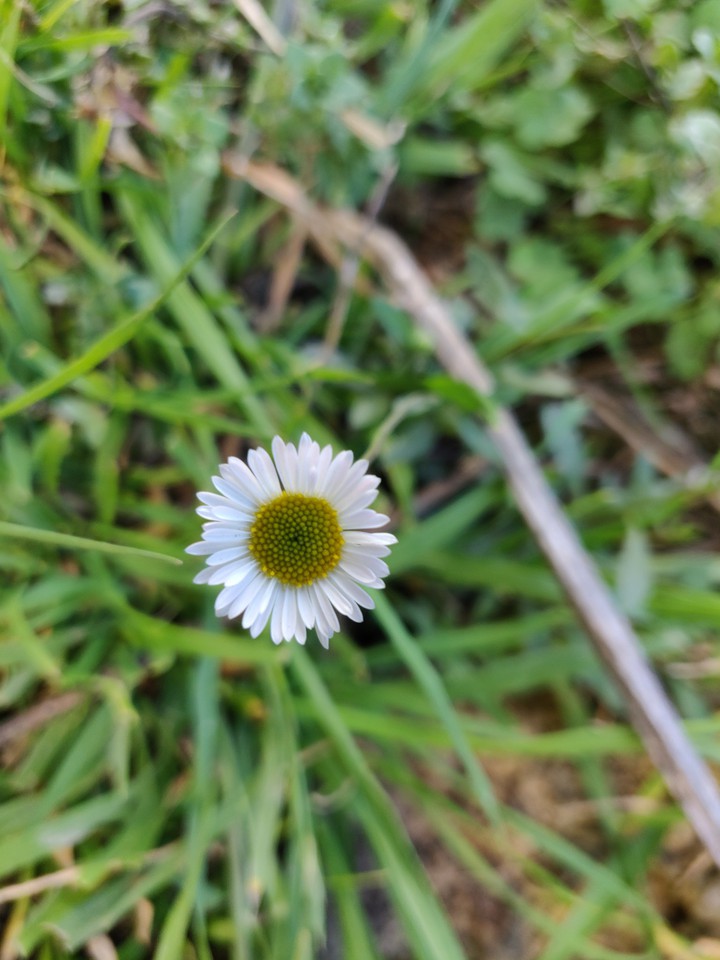 White flower