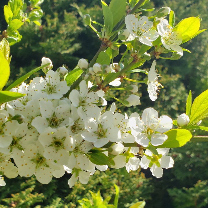 flowers