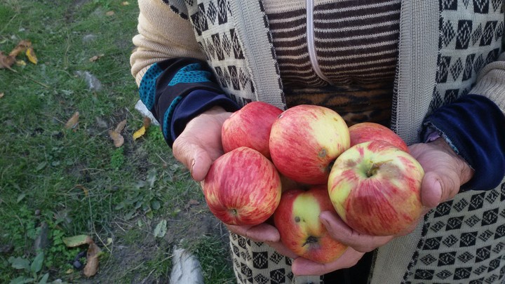 apple called " Nuri", Azerbaijan