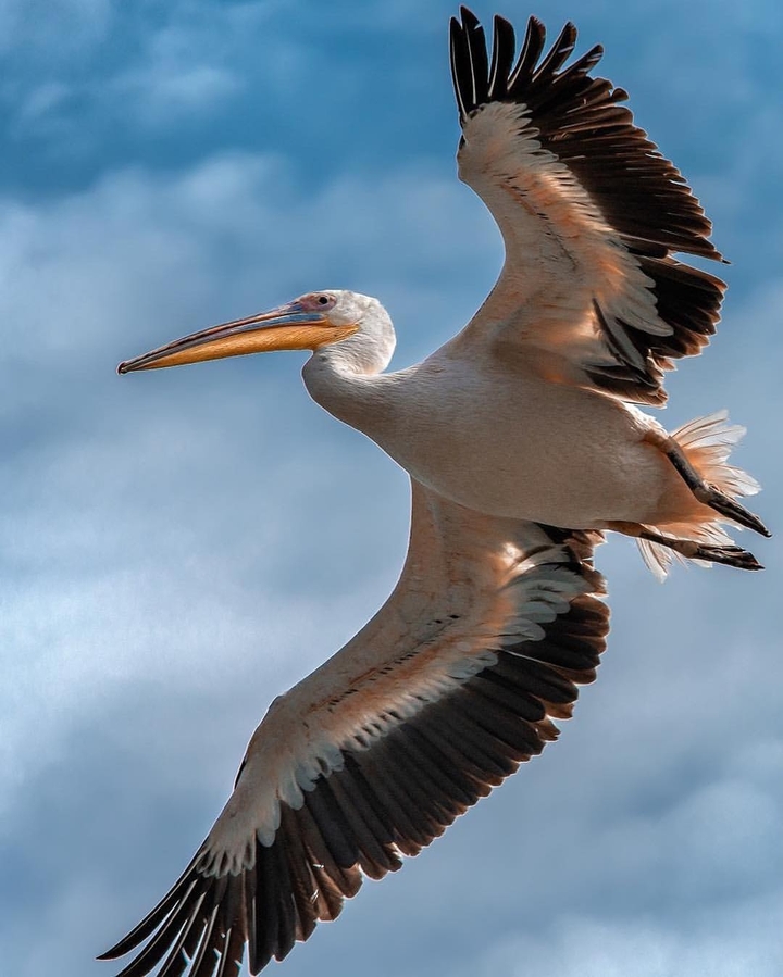bird