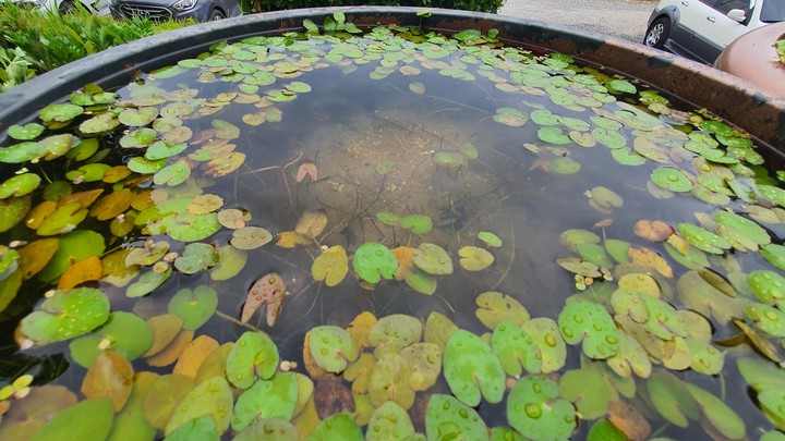 수련