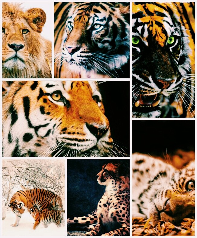 Tigers (Collage)