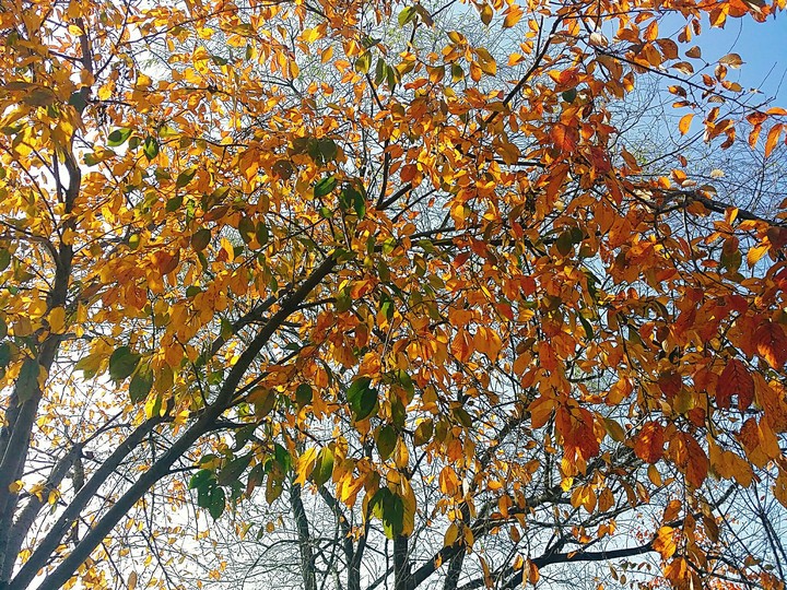 autumn
