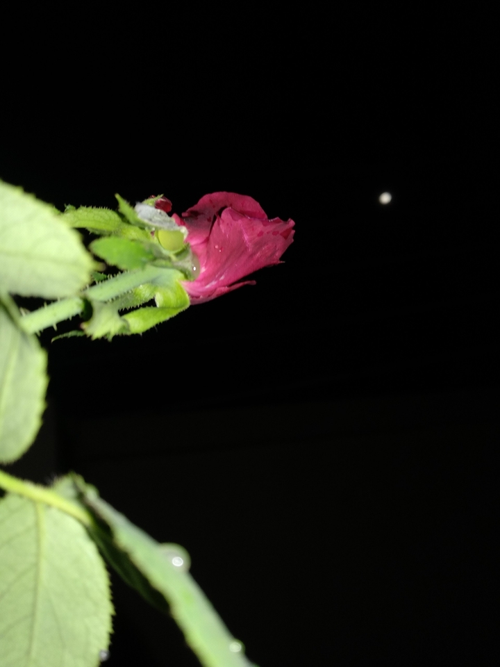 rosemoon