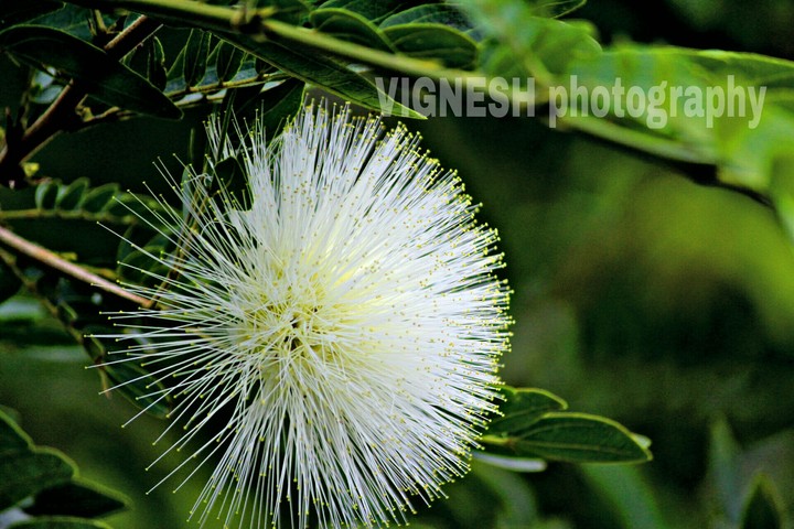 flower