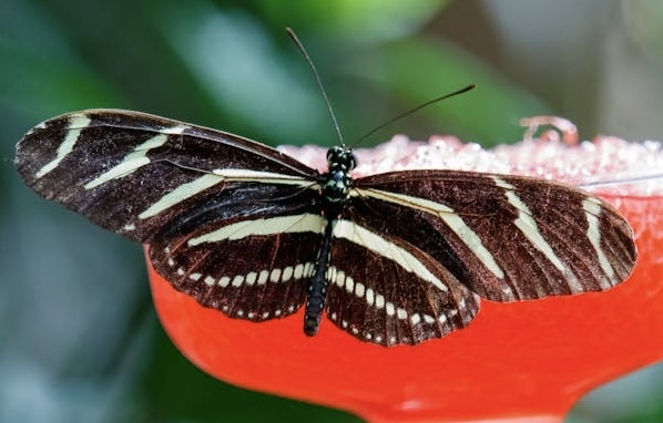тапети wing, moth