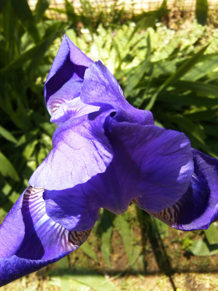 lilly