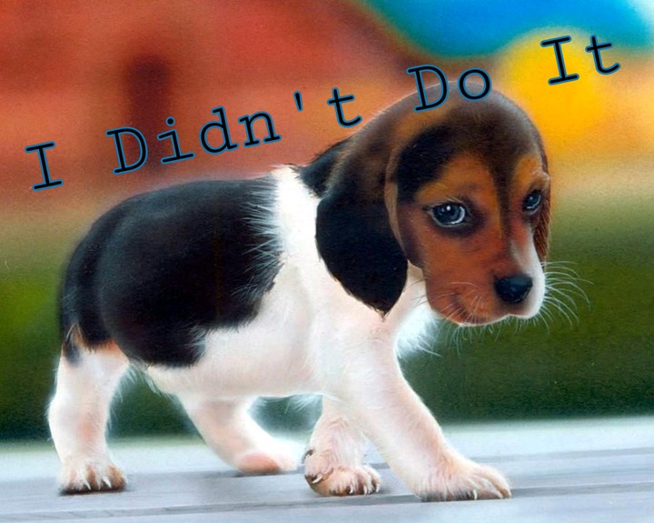 Cute Dog