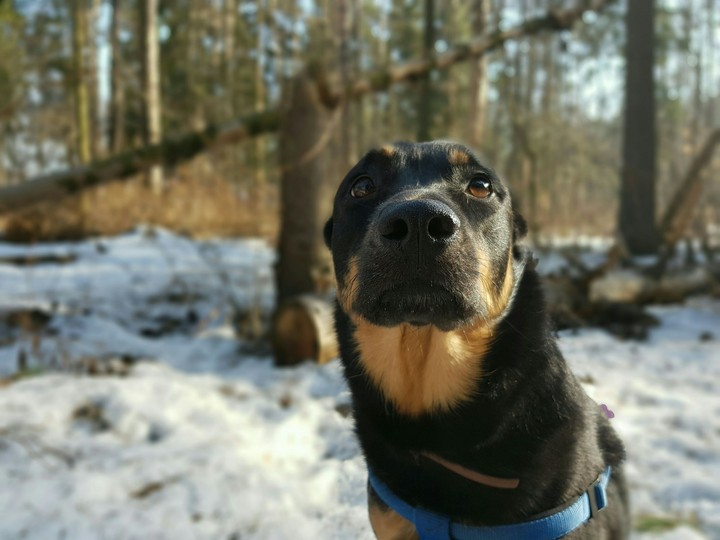 Dog name Linda