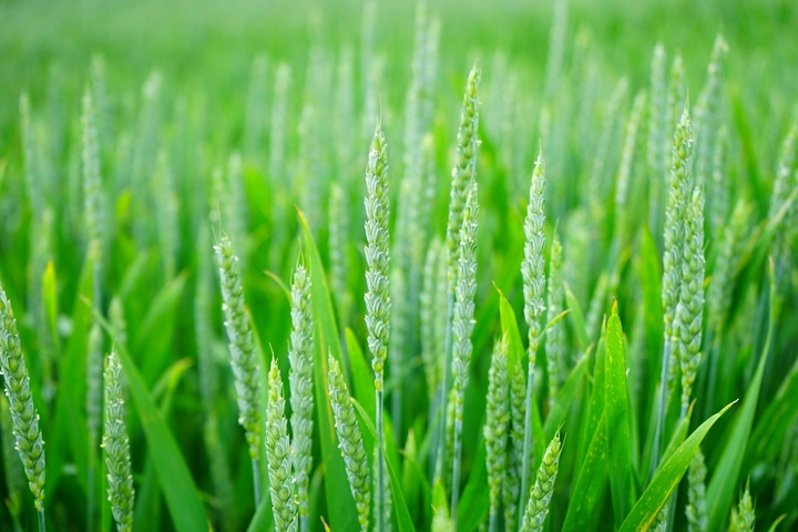 naturali