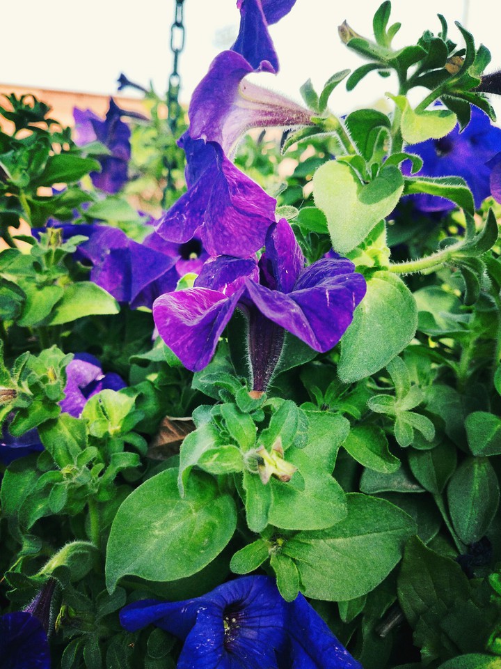 blue - blue