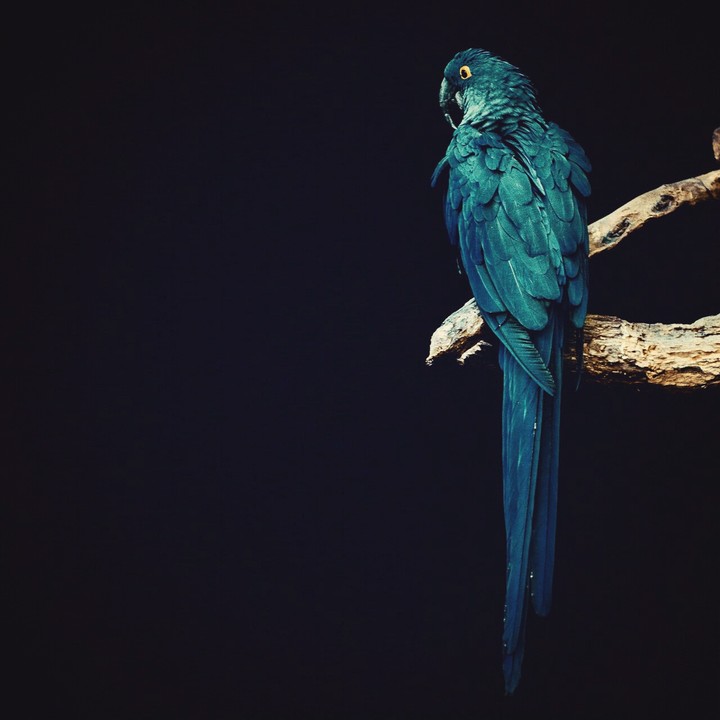 Awesome Parrot