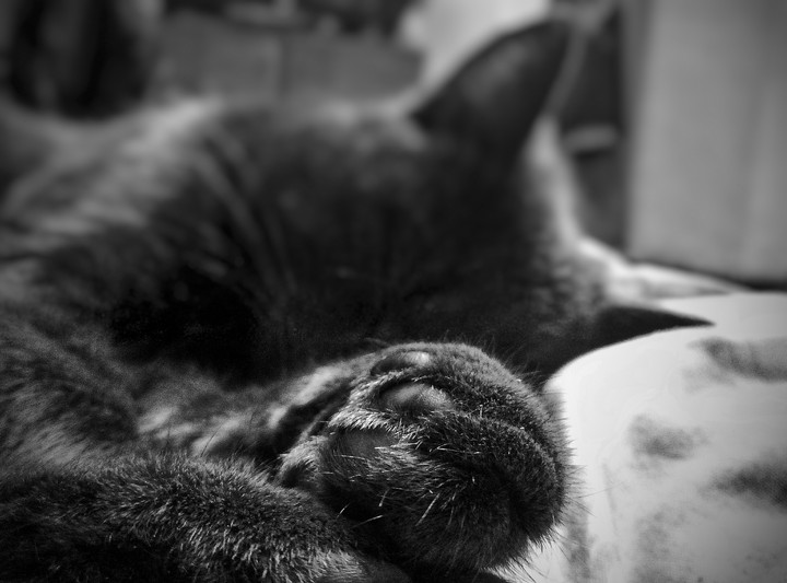 my cat