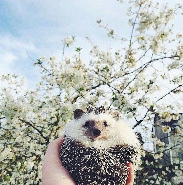 Ежик