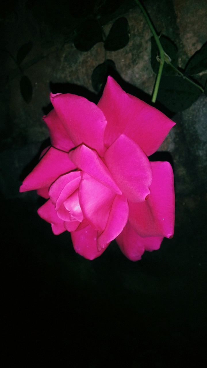 rosy beauty