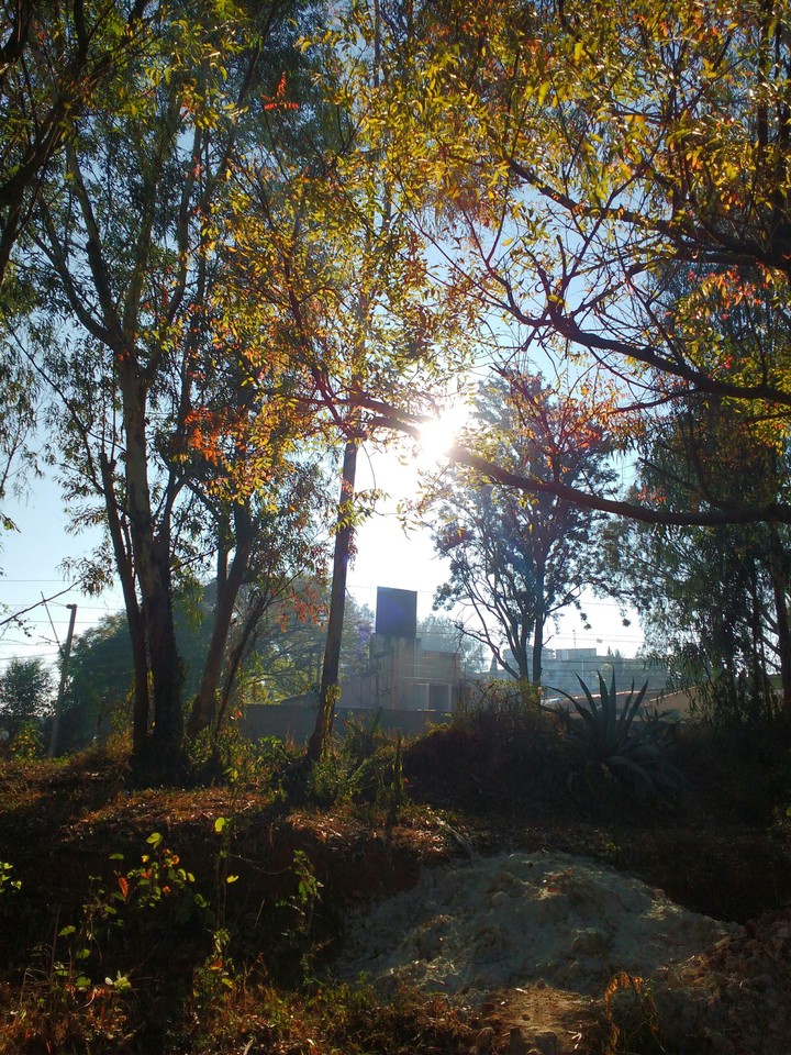 morning sun