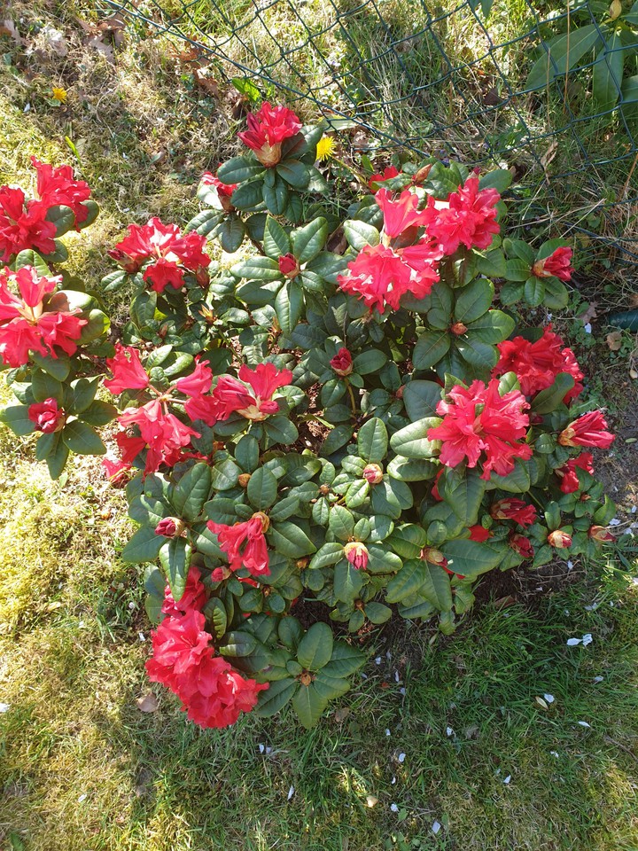 Azalen