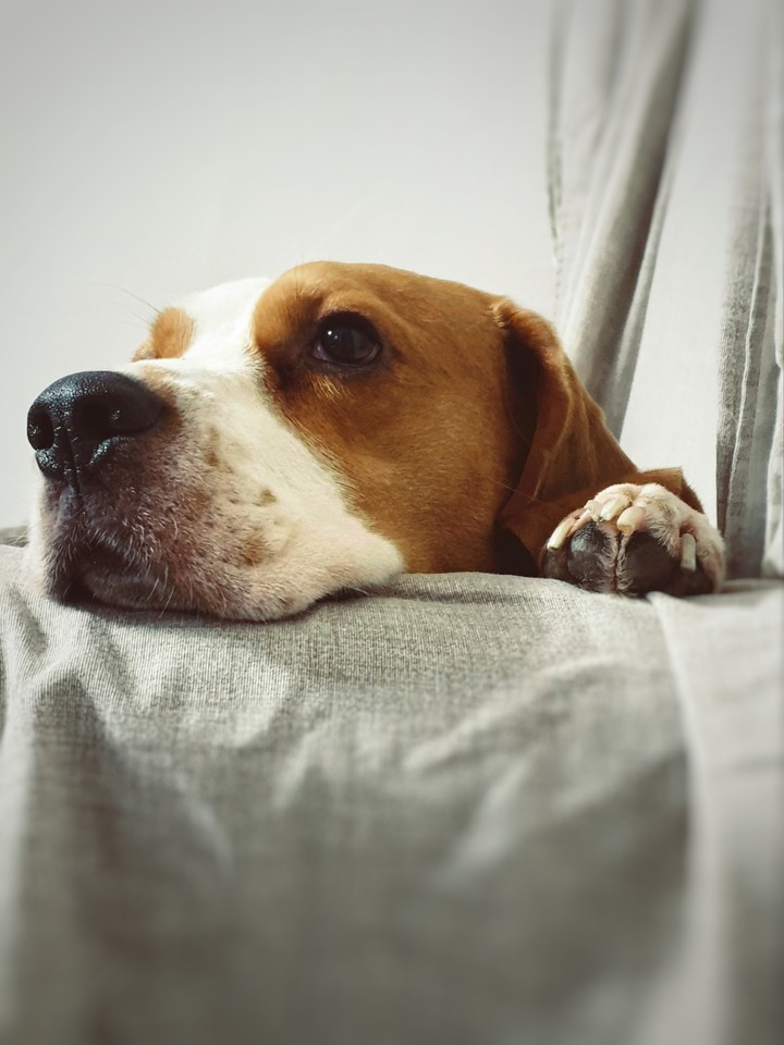 dog -my click-