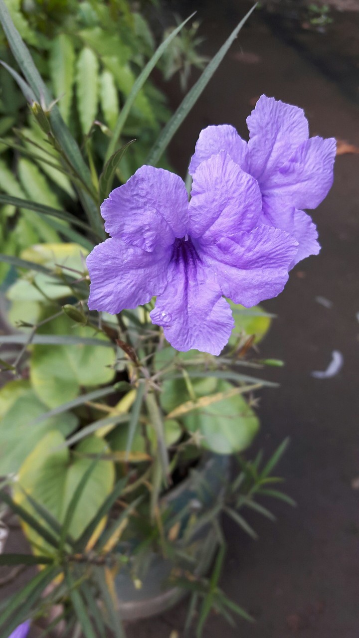 purple