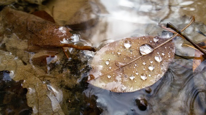 leaf