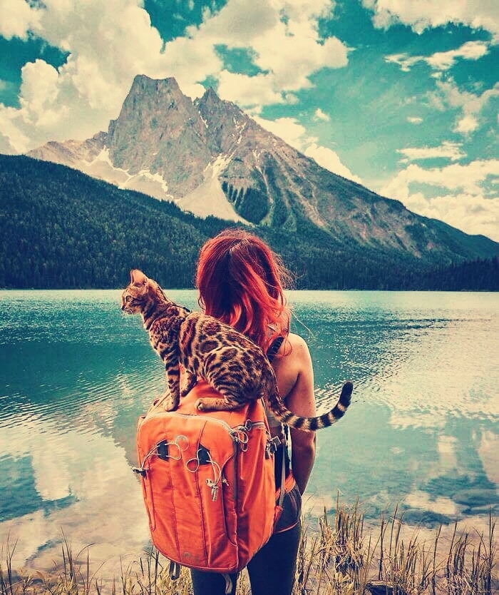 Traveller Cat