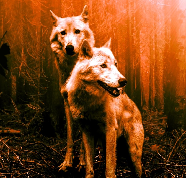 wild