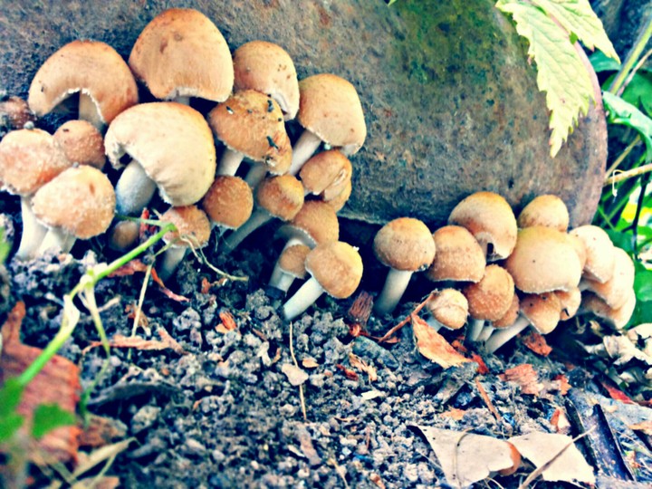 Little mushrooms