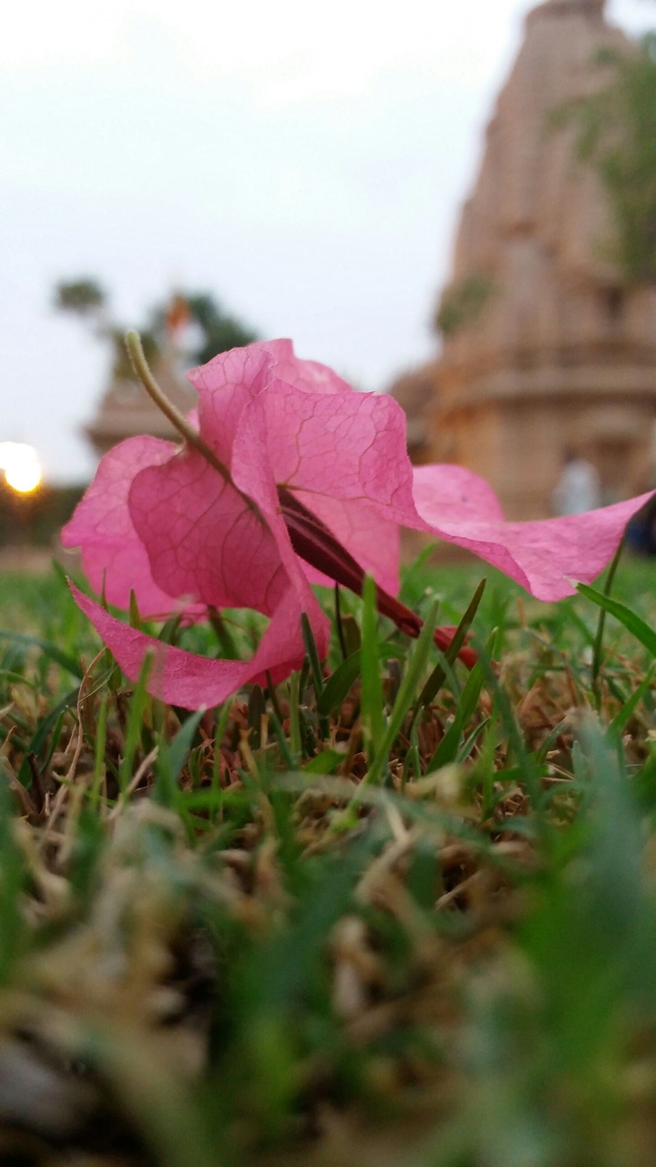 flower