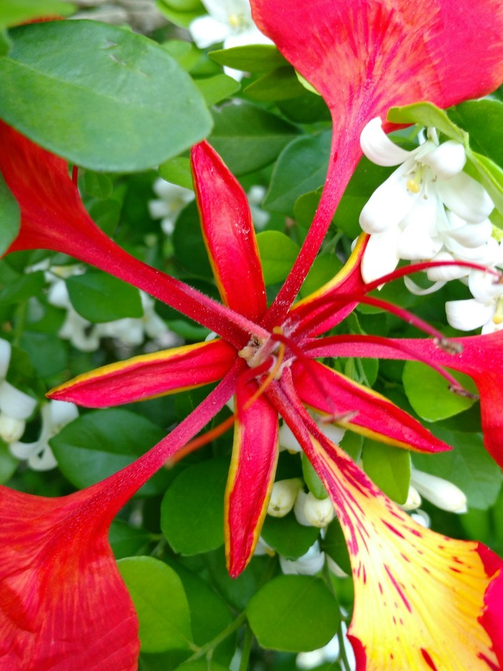 flores