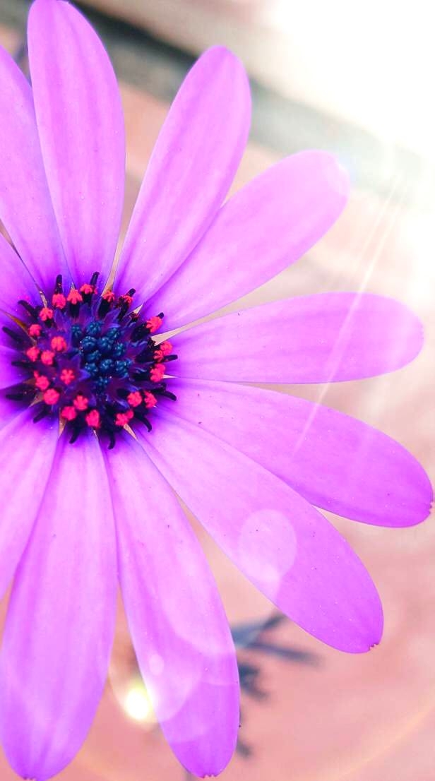 pink flower