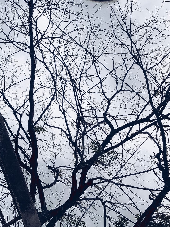 woods