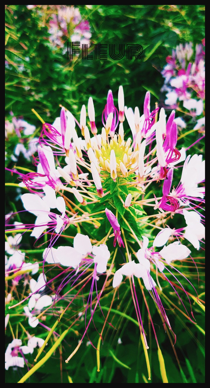album fleur