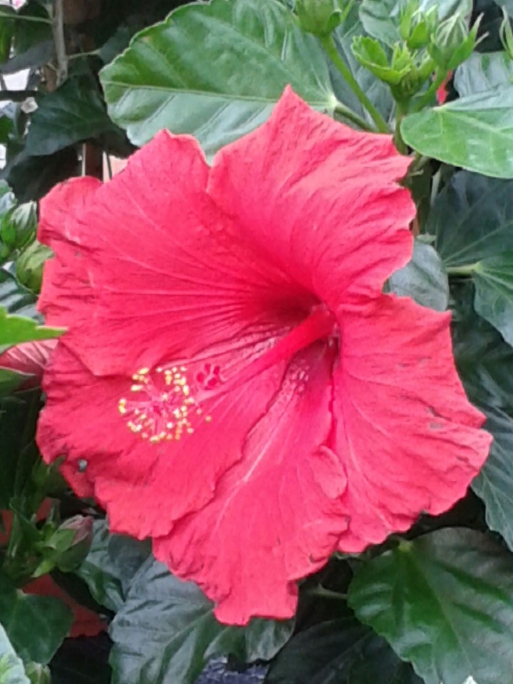 Hibiskus