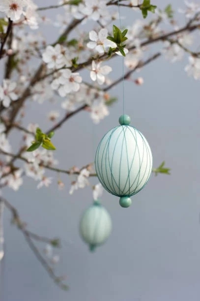 eggs suspended from blossoming blackthorn