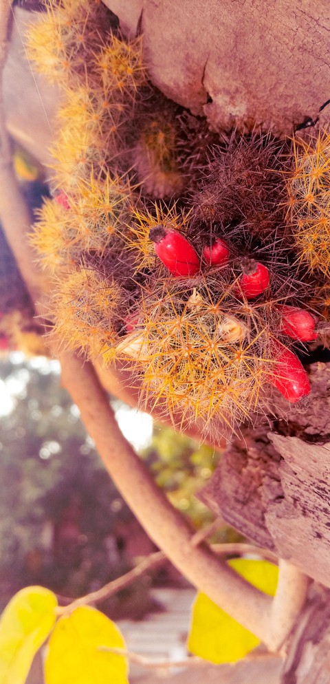 Cactus