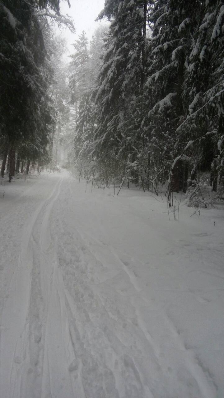 на лыжне