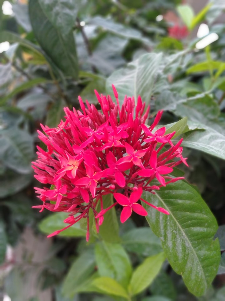 Beautiful Red Ball flower