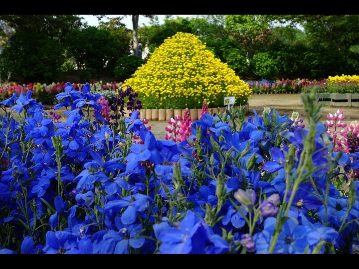 garden