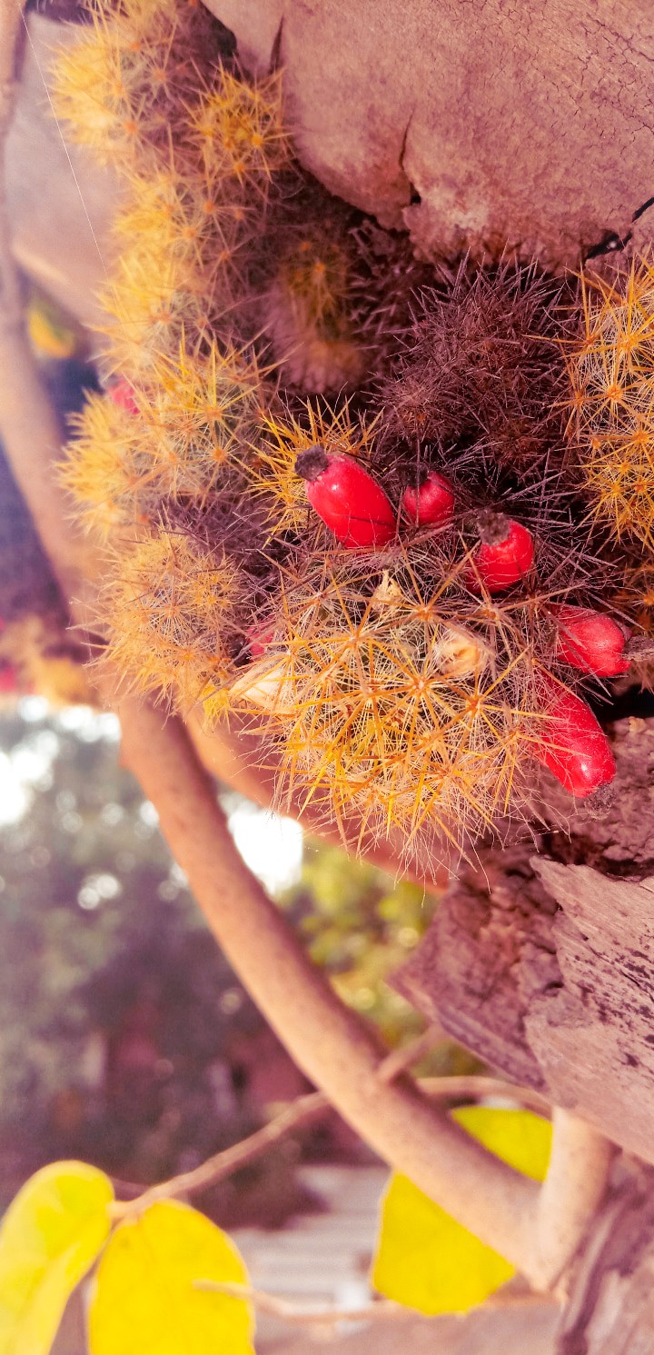 Cactus