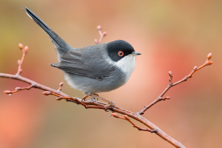 cute bird