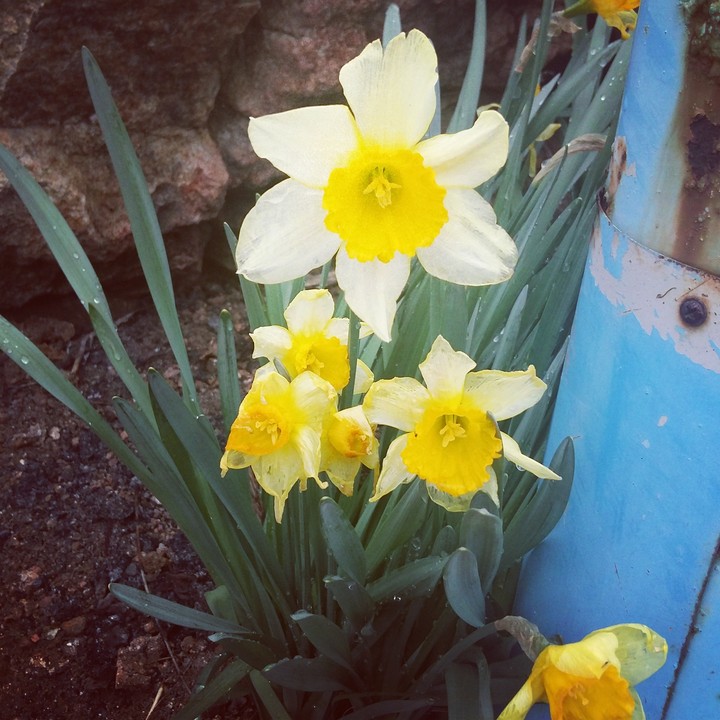 Narcissus