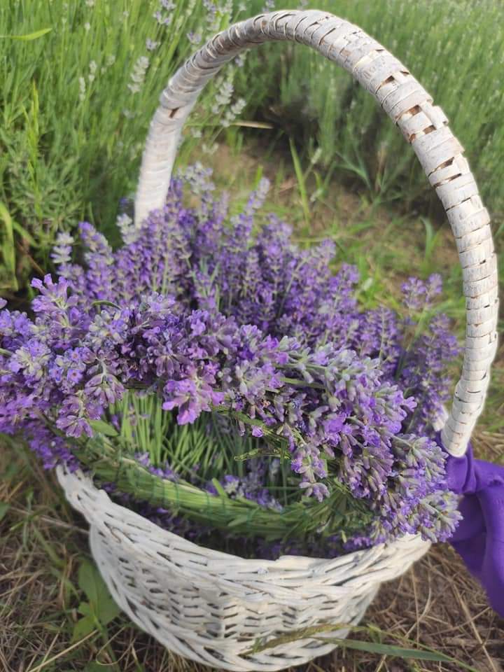 Lavander